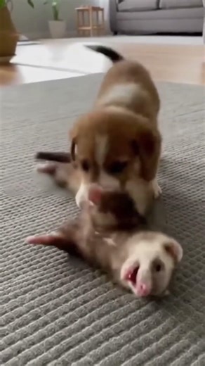 What began as a hesitant discussion gracefully shifts