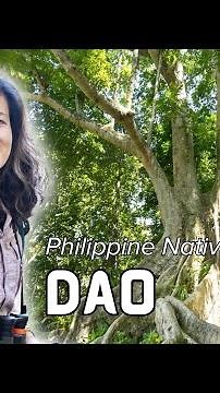 #PhilippineNativeTrees: Dao (𝘋𝘳𝘢𝘤𝘰𝘯𝘵𝘰𝘮𝘦𝘭𝘰𝘯 𝘥𝘢𝘰)