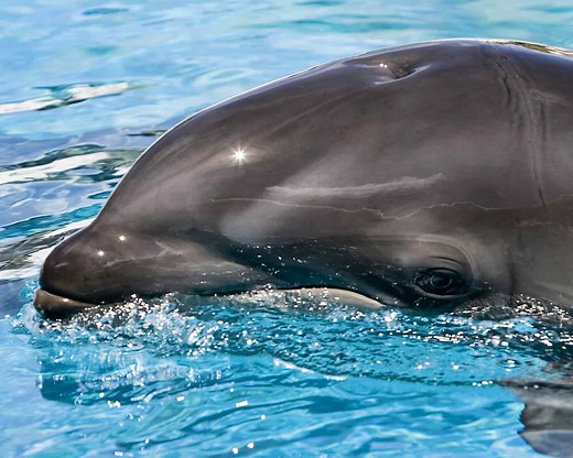 Discover the Wholphin - The Amazing Rare Hybrid Sea Animal