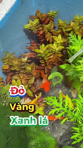 Nuôi Cá Bảy Màu Trong Hồ Thủy Sinh Thùng Xốp