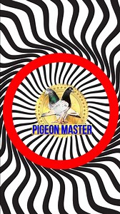 4.9K views · 102 reactions | Resulted breeder and flyer pigeons from Pakistan. Pakistani pigeon breed Laakhay kabootar. #pigeonmaster ##pigeons #kabootar | PIGEON MASTER | Facebook