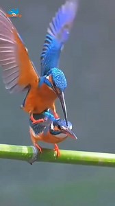 "Flashes of Love on the Branch – Malachite Kingfisher’s Colorful Courtship in the Wild! #KingfisherLove #WildRomance #BirdsInLove #NatureUnfiltered #MalachiteKingfisher #BirdBehavior | Nature-Tweeters
