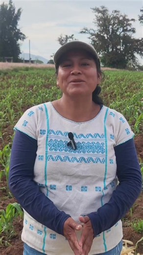 🌽✨ ¿Cómo se fortalece el futuro del maíz nativo? En Tlalixtac de Cabrera, #Oaxaca , se llevó a cabo la Jornada Técnica de Capacitación #ElMaízEsLaRaíz , un espacio donde productoras, productores y personal técnico intercambiaron conocimientos sobre el manejo agronómico del maíz nativo y la milpa en transición agroecológica y sustentable. 🎥 En este video, la Técnica Territorial Lourdes Luis Martínez comparte por qué la capacitación y el trabajo en comunidad son clave para conservar la milpa y f
