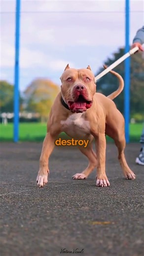 Responsible pitbull training saves lives #dogtraining #shorts