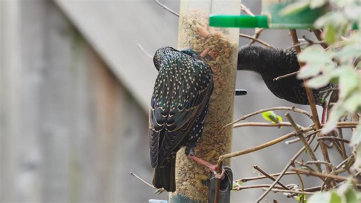 Wonderful video of an acrobatic Starling from Mick Jenner: "When you are a larger bird feeding from bird feeders, it helps if you can perform the splits!" | Sussex Wildlife Trust