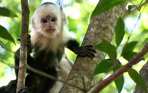 【Natural World】聪明的猴子【Clever.Monkeys】