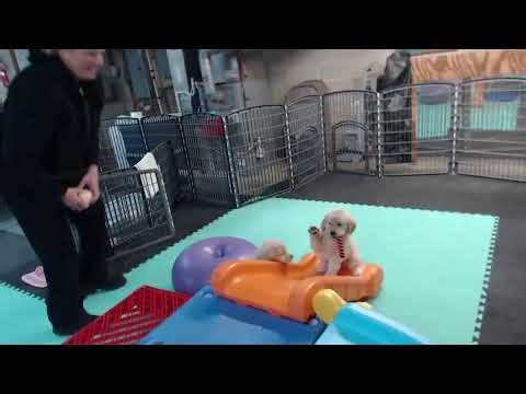 These Adorable 7 Week Old Golden Retriever Puppies Will Melt Your Heart!