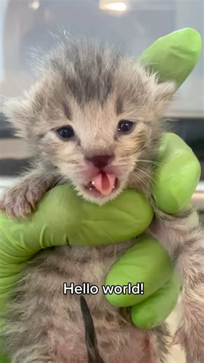 Abandoned Newborn Kitten’s Journey #kittenrescue #orphankitten #cute #ミルクボランティア #保護子猫