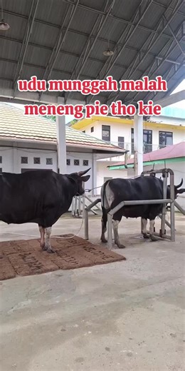 Keseruan Live Peternakan Sapi Besar dan Viral