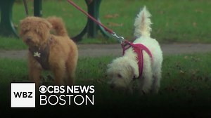 Can dogs have autism? A British scientist says yes