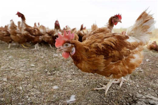 Tyson, Cargill resolve 20-year poultry lawsuit in Oklahoma