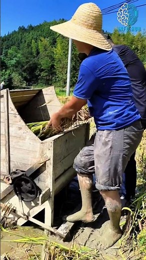 Amazing Hand Thresher Machine –No Fuel, No Electricity, Just Foot Power! | Rice Threshing Innovation