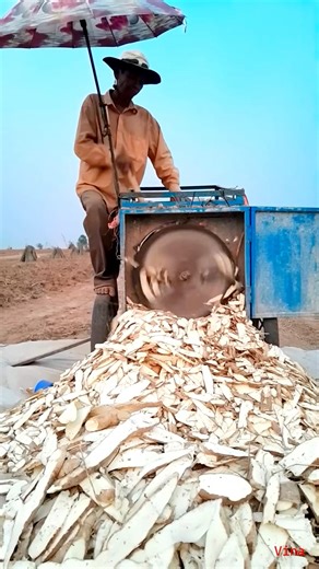 Harvesting cassava by hand and machine. Different methods, same purpose — to support the family #farming #usareels #farmer #usa #Agriculture #FarmingLife #FarmWork #Cassava #CassavaFarming #HarvestSeason #Farmers #RuralLife #HardWork #FarmLife | Jonh Vina | Facebook