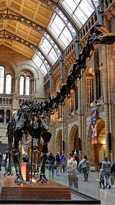 50K views · 49 reactions | Did Dippy the diplodocus have wonky legs?  - ft Prof. Susie Maidment from @natural_history_museum | IFLScience | Facebook