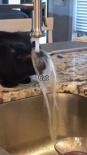Different ways cats drink water#funnycats #funnyanimals #petvideos #cat #catsoftiktok #fyp #usa #longervideos#catsoftiktok #fyp