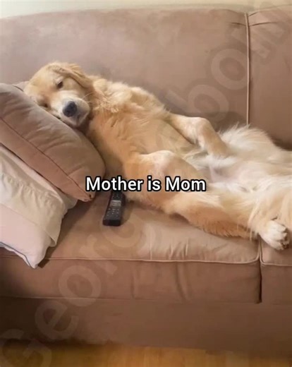 Words and their short forms #dogfunny #dogmemes #georgieebom #fyp | dog