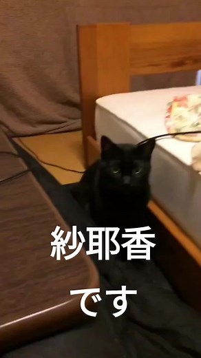 紗耶香 初代家猫 19年も生きてくれました。 2000年9月１日〜2019年9月26日 #黒猫 #家猫 #市井紗耶香 #メス猫 #猫のいる暮らし #長寿 #愛猫