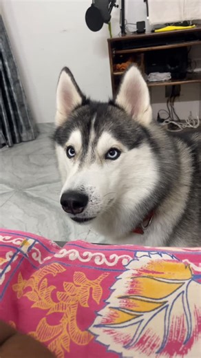 Dogu Husky Shibu on Instagram: "Husky refuses to go poop 💩 🤣 #husky #dogsofinstagram #siberianhusky #dog #huskylove #huskylife #huskypuppy #huskiesofinstagram #dogs #puppy #huskies #huskylovers #huskygram #huskyworld #huskyphotography #huskynation #doglover #dogstagram #puppylove #doglife #puppiesofinstagram #huskysiberiano #dogoftheday #love #huskymix #instadog #huskyofinstagram #doglovers #huskypics #cute"