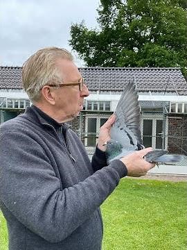 Gerard Koopman’s Racing Pigeon Legacy – Don’t Miss This Auction!