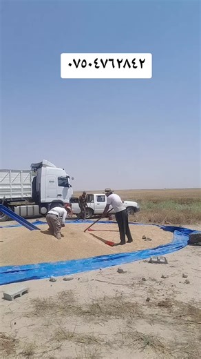 Outdoor Grain Handling Techniques in Agriculture