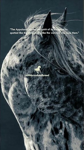 Appaloosa Horse: History, Beauty & Power #appaloosa #horse #equestrian
