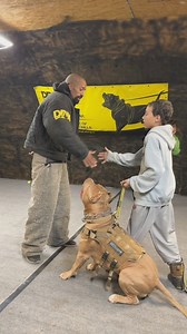 106K views · 1.4K reactions | Are Pitbulls the best protection dogs when train correct 﫡 I don’t think any dog can beat the speed and power of one of these dogs trained properly young Drake is a shining example of what we can do…this dog will keep you safe anywhere you go and NOT be a liability we only train the most balanced dogs he’s incredible! #reels #dog #viral #dogtraining | I am the HULK | Facebook