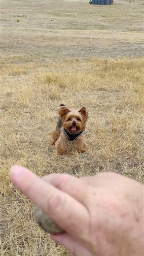 When the ball is life #doglife #playtime