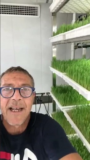 Hydroponic Fodder Container Successfully Growing Fresh Feed #foddergrass