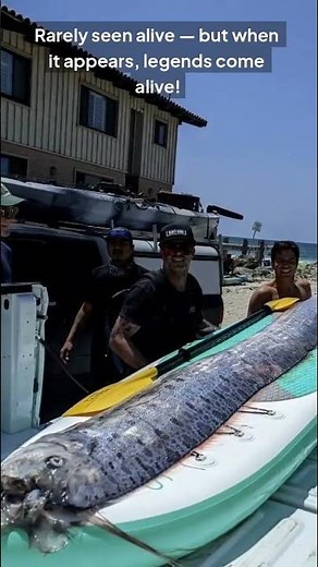 What Is the Oarfish? | Deep Sea Oarfish, Ocean Giant Explained, Mysterious Sea Creature Facts.