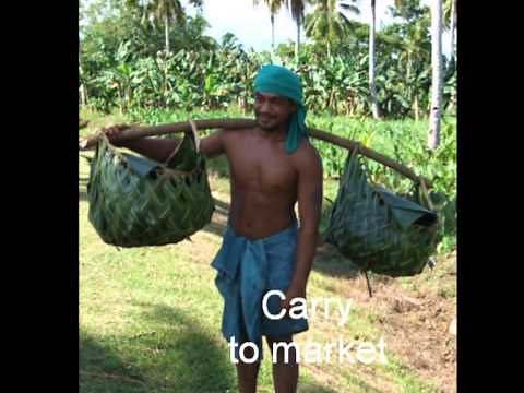 A DAY IN THE LIFE OF SAMOA