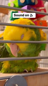 One of Cookie's viral moments 💚 #sleeping #cuteanimals #snoring | Lucky Lou and Coco Too