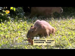 《奇妙的朋友》看点 Wonderful Friends 01/24 Recap:杜海涛嫌丑错把水豚当兔子Hito Du Mistake Capybara as Rabbit【湖南卫视官方版】