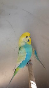 Rainbow budgies. 🌈 #rainbowbudgie #budgielife #budgiebreeding #budgiebird #budgiesofinstagram #birds #bird #nature #birdsofinstagram #wildlife #birdphotography #naturephotography #wildlifephotography #photography #birdwatching #animals #birdlovers #best #birding #captures #naturelovers #perfection #love #birdstagram #photooftheday #parrots #instagram #birdlife | Jilanibirds