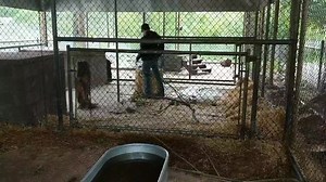 12K views · 668 reactions | CUBS ARE ANXIOUS TO MOVE INTO MORE PLAY AREA! More videos and Bear Ranch info: www.oswaldsbearranch.com. Thanks for your support with Shares and Likes.... | Oswald's Bear Ranch | Facebook