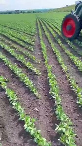 Passez à la vitesse supérieure avec la mécanisation agricole ! Grâce à une machine ultramoderne, optimisez votre exploitation et renforcez votre autonomie. Pour nous, qui aspirons à l’autosuffisance alimentaire, c’est plus qu’un choix, c’est une nécessité pour un avenir prospère! #agriculture #business #success #agro #exploit #mecanisationagrivole #viralreelsfacebook #BurkinaFaso | Bio Farm Area