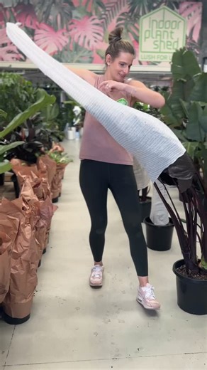 Another GIANT Alocasia Elephant Ear — gone in 60 seconds. The good news? Our $99 size is back in both Sheds. Hurry… these won’t hang around🌿 📍 CARINGBAH - 191 Taren Point Rd 📍 NORTH PARRAMATTA - 1 Bourke St 🌿 OPEN 7 DAYS 🌿 LUSH FOR LESS 🌿 DELIVERY AVAILABLE 🌿 250 ⭐⭐⭐⭐⭐ GOOGLE REVIEWS | Indoor Plant Shed