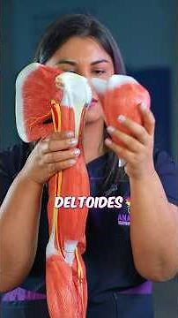 Todo sobre Bursitis subacromial.