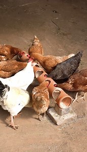 871K views · 2K reactions | A beginner's guide to chicken farming | 5-Minute Crafts Men | Facebook