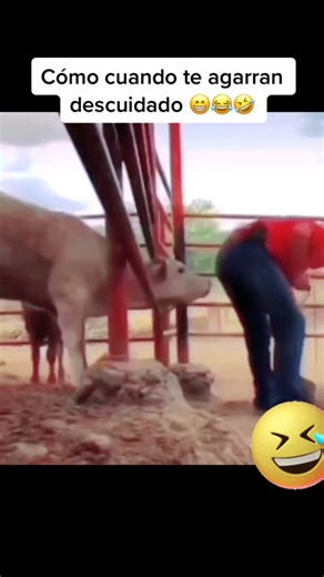 Man Interacts with Cow in Rural Setting