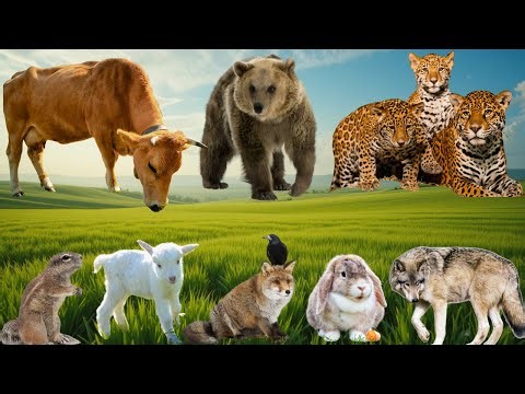 24h Animals: Bear, Hedgehog, Squirrel, Duck, Rhinoceros, Leopard, Elephant,... Animals Sounds