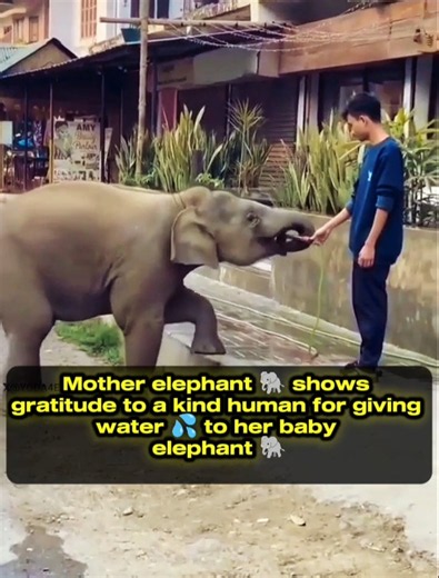 A Heartwarming bond ❤️ How Elephants Respect Humans 🐘❤️#elephant #animal #humanity #cute #ytshorts
