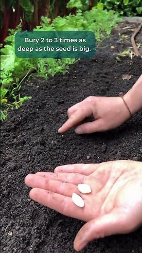 Planting vegetable seeds