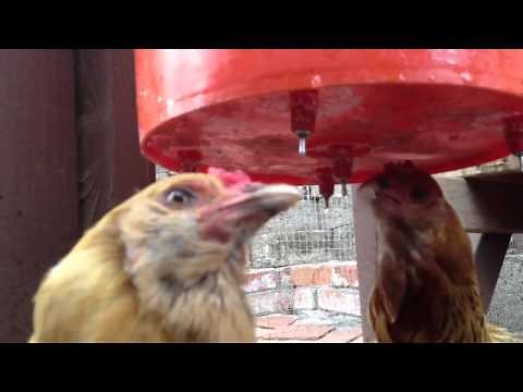 Thirsty Chickens Drinking From Water Nipples - 5 Gallon Bucket