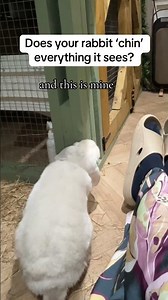 What does it mean when a rabbit ‘chins’ everything?