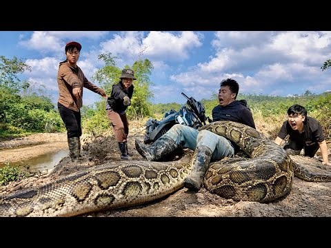A Group Of Hunters Are Searching For The Giant Python That Attacked The Motorcyclist.
