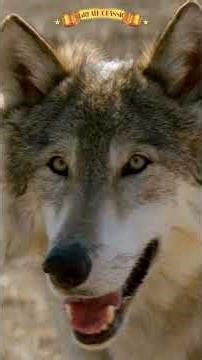 "Wolf Two Socks" #shorts