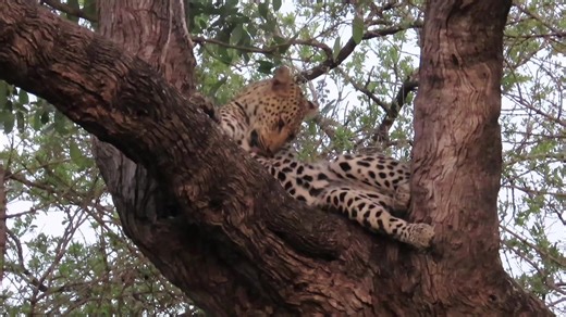 8.3K views · 234 reactions | Leopard taking an evening bath #reelsfb #reels #reelsviral #video #trending #life #travel #nature #AmaZing #viral | African Bush Kingdom | Facebook