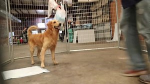 23K views · 2.1K reactions | Our work at Animal Rescue Corps is about so much more than making sure the animals are clean, fed and receiving medical care. Our volunteers are spending hours every day helping these animals learn trust and affection. Helping them lose the stress and anxiety of the daily struggle for survival that had been their lives, and helping them remember what it is to be a dog or cat, and to play! | Animal Rescue Corps | Facebook