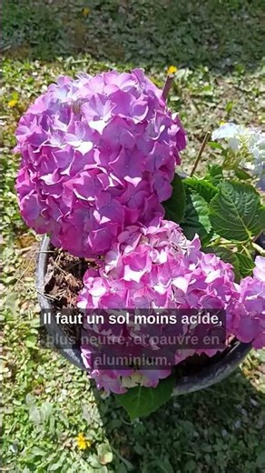 Hortensia : comment changer et garder la couleur 🌸 (bleu, rose, violet) #jardinage #astuce