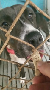 81K views · 3.5K reactions | Friday's Future Forever Friends ❤ | Humane Society of Forsyth County, GA | Facebook